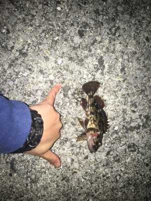 メバリング？いやガシリング