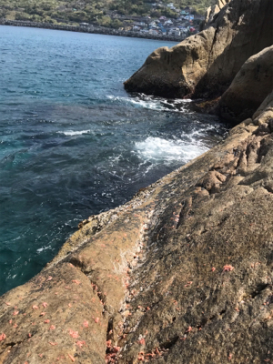 沖ノ島フカセグレ