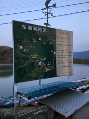 桜花トップウォーター