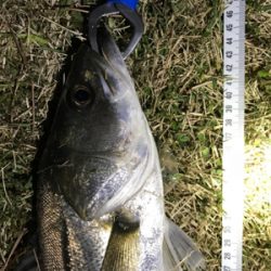 シーバス 73センチ