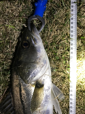 シーバス 73センチ