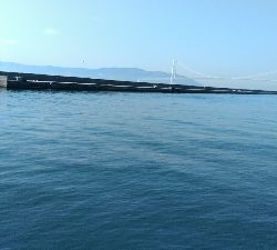 コブダイ釣りにかかったアイナメ