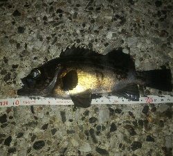 獰猛なメバル達