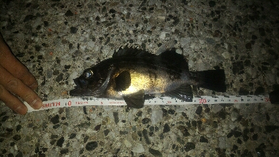 獰猛なメバル達