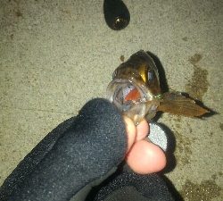 春の訪れメバルポンポン