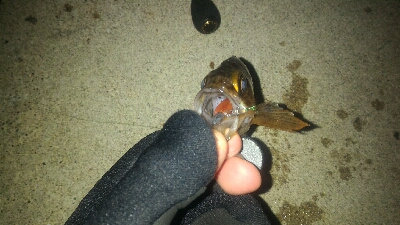 春の訪れメバルポンポン