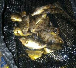 安定のロリメバルポンポン