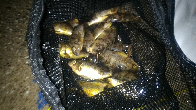 安定のロリメバルポンポン