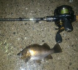 雨中のメバルポンポン