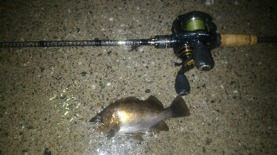 雨中のメバルポンポン