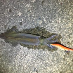 サイズアップ！