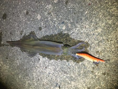 サイズアップ！