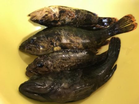 魚が釣りたくて