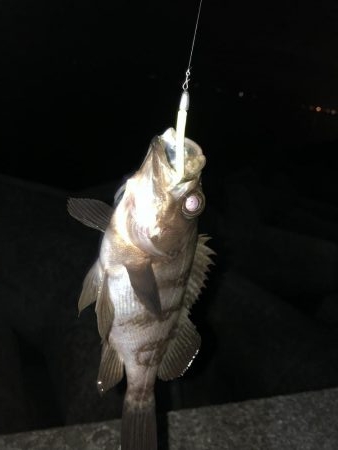 プチ祭メバリング♪