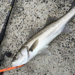 荒天ランガンプラッギング