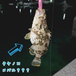 徳島県南 ☆ ガシラ ☆ タケノコメバル？