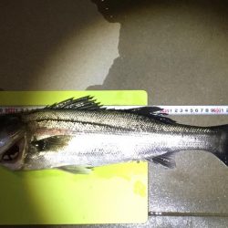 シーバスゲット！