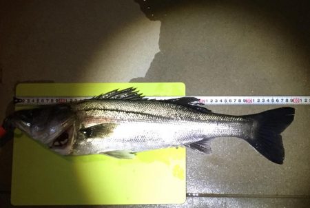 シーバスゲット！