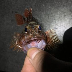 時代はガシラっすよ？