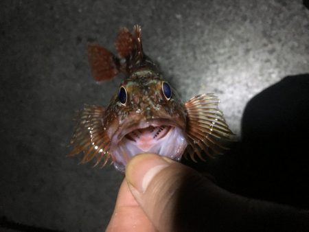 時代はガシラっすよ？