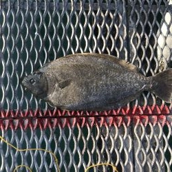 デカヒラメを求めて！