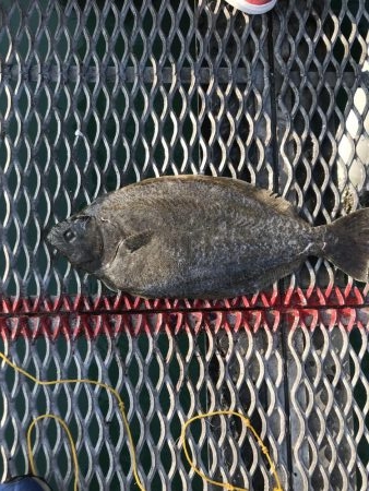 デカヒラメを求めて！