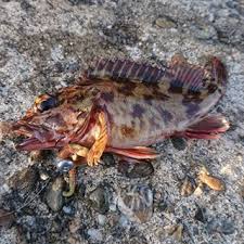 朝マズメの短時間に爆釣