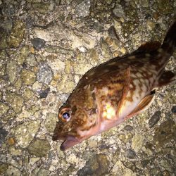 根魚は裏切らない！