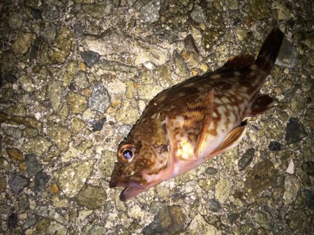 根魚は裏切らない！