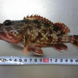 まだまだ渋いベランダ釣行