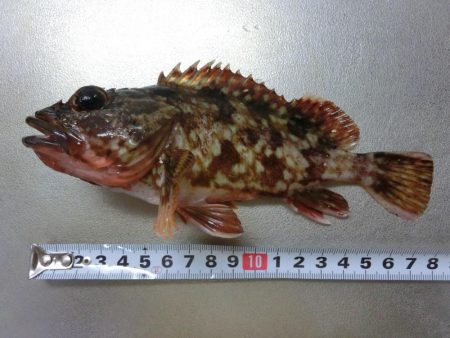 まだまだ渋いベランダ釣行