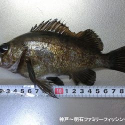 短時間でメバル2匹