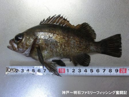 短時間でメバル2匹