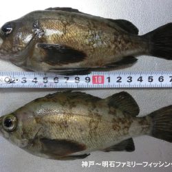 静寂な中でメバル2匹