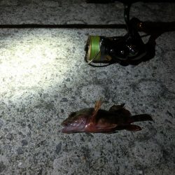 強風激流で頑張ってみたが