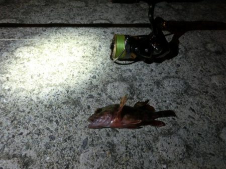 強風激流で頑張ってみたが