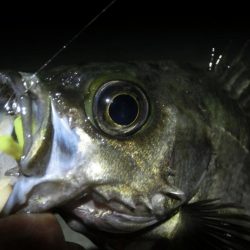爆風大荒れの中の釣果