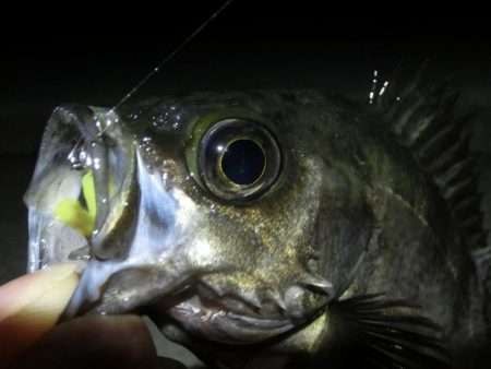 爆風大荒れの中の釣果
