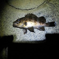 暖かくなったので