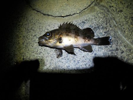 暖かくなったので