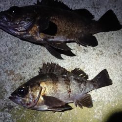 昨日のリベンジ