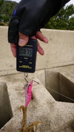 仲間とエギング