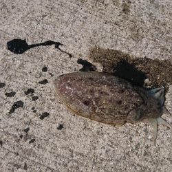 コウイカデビュー