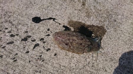 コウイカデビュー