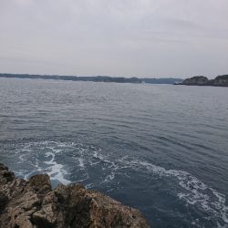 勝浦でグレ釣り