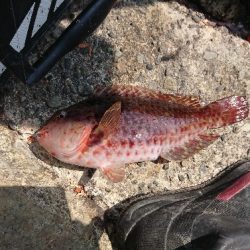 勝浦でグレ釣り