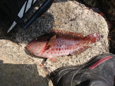 勝浦でグレ釣り