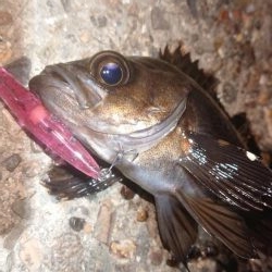 メバルプラッキング