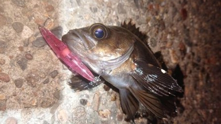 メバルプラッキング