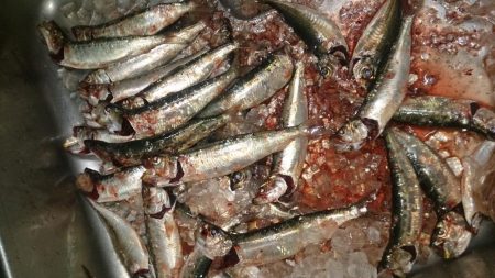 釣りは直感が大事!?